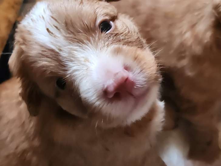 Chiots retrievers de la nouvelle écosse