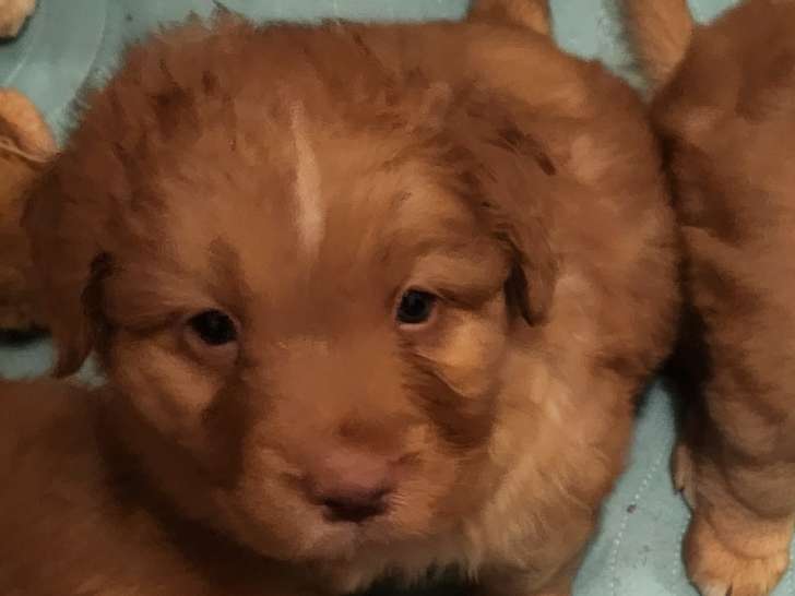 Chiots retrievers de la nouvelle écosse