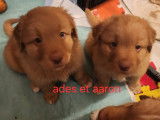 Chiots retrievers de la nouvelle écosse