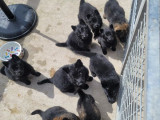 À réserver 9 chiots Bergers Allemands LOF