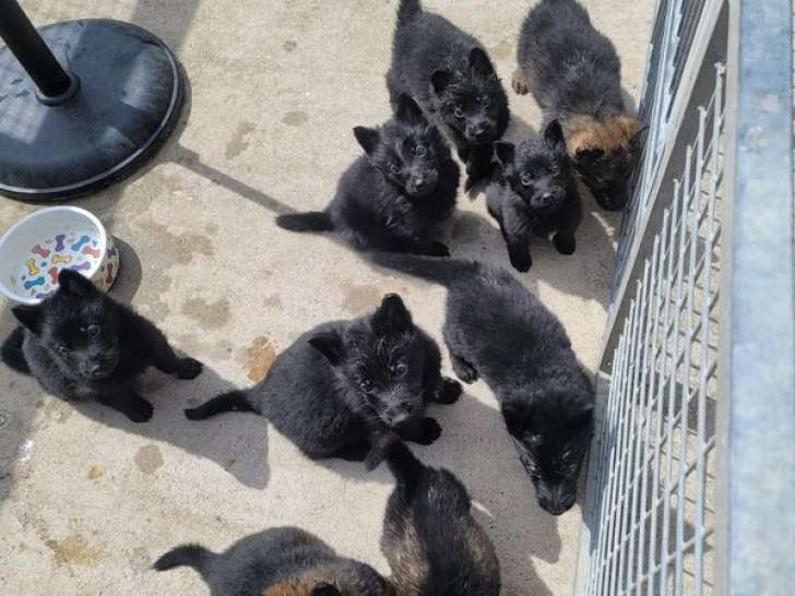 À réserver 9 chiots Bergers Allemands LOF