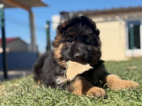 8 chiots Bergers Allemands LOF disponibles à la réservation