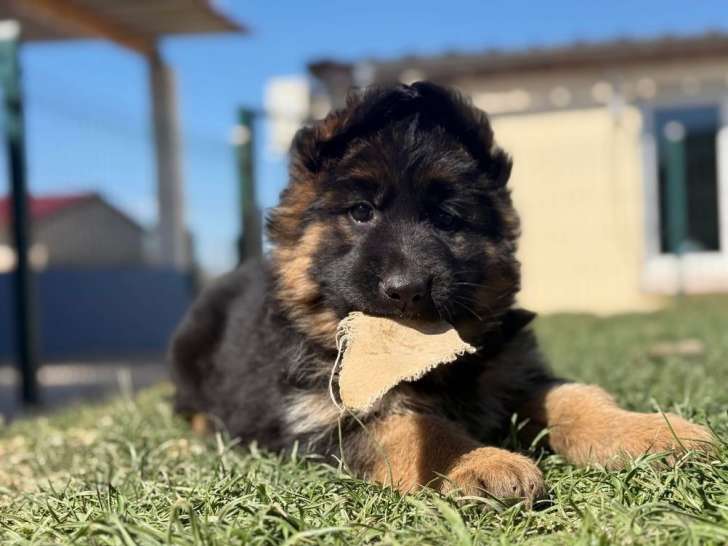 8 chiots Bergers Allemands LOF disponibles à la réservation