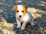 À vendre des chiots Jack Russell Terriers (LOF)