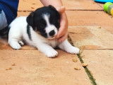 À vendre des chiots Jack Russell Terriers (LOF)