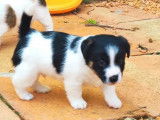 À vendre des chiots Jack Russell Terriers (LOF)