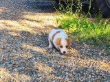 À vendre des chiots Jack Russell Terriers (LOF)