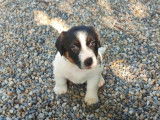 À vendre des chiots Jack Russell Terriers (LOF)