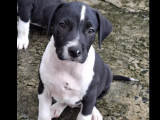 À adopter : chiot femelle de 3 mois
