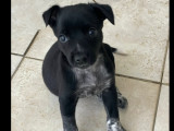 Disponible à l'adoption : chiot femelle noir