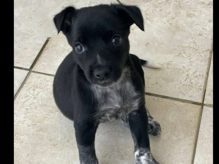 Disponible à l'adoption : chiot femelle noir