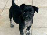 Disponible à l'adoption : chiot femelle noir
