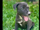 En attente d'adoption : chiot femelle âgé de 2 mois
