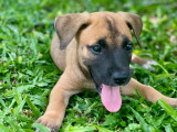Prêt pour l’adoption : chiot femelle beige
