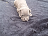 Magnifiques chiots Staffordshire Bull Terrier à vendre