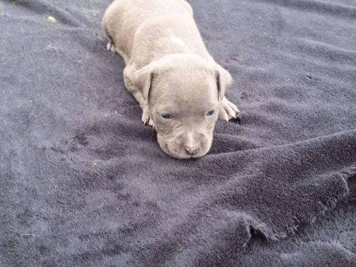 Magnifiques chiots Staffordshire Bull Terrier à vendre