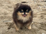Un chien Spitz Nain Poméranien LOF de 4 ans disponible à la vente
