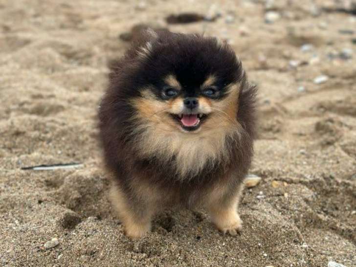 Un chien Spitz Nain Poméranien LOF de 4 ans disponible à la vente