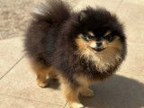 Un chien Spitz Nain Poméranien LOF de 4 ans disponible à la vente