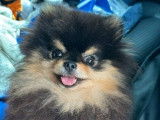 Un chien Spitz Nain Poméranien LOF de 4 ans disponible à la vente