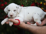 10 chiots Dalmatiens LOF disponibles à la réservation