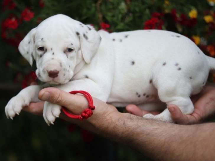 10 chiots Dalmatiens LOF disponibles à la réservation