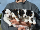 Chiots Jack Russell Terriers à réserver (LOF)