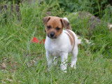 Chiots Jack Russell Terriers à réserver (LOF)