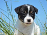 Chiots Jack Russell Terriers à réserver (LOF)