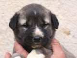 6 chiots Kangals disponibles à la réservation (LOF)
