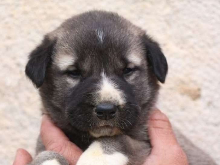 6 chiots Kangals disponibles à la réservation (LOF)
