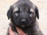 6 chiots Kangals disponibles à la réservation (LOF)