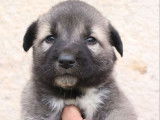 6 chiots Kangals disponibles à la réservation (LOF)