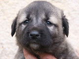 6 chiots Kangals disponibles à la réservation (LOF)