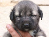 6 chiots Kangals disponibles à la réservation (LOF)