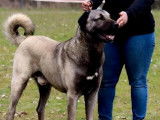 6 chiots Kangals disponibles à la réservation (LOF)
