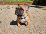 3 chiots Bouledogues Français LOF à vendre