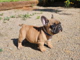 3 chiots Bouledogues Français LOF à vendre