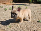 3 chiots Bouledogues Français LOF à vendre