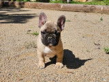3 chiots Bouledogues Français LOF à vendre