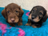 À réserver 2 chiots mâles Teckel Nains à poil dur (LOF)