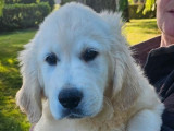 4 chiots mâles Golden Retrievers LOF à acheter