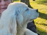 4 chiots mâles Golden Retrievers LOF à acheter