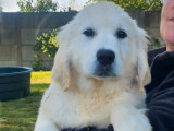À vendre 6 chiots Golden Retrievers (LOF)