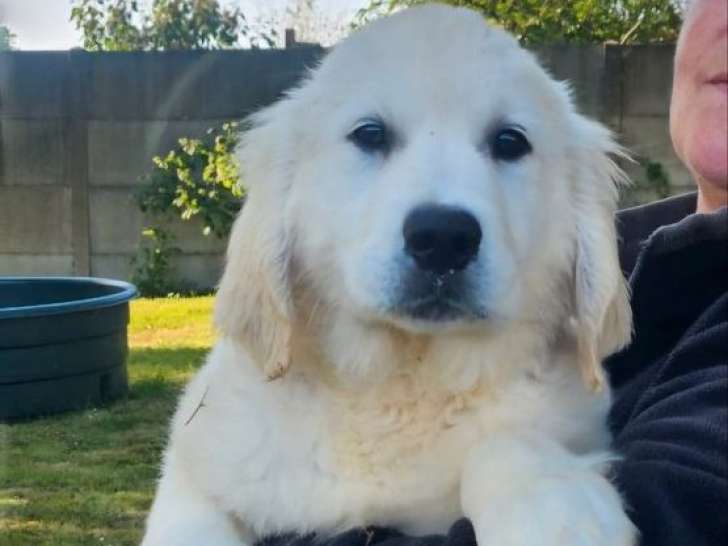 À vendre 6 chiots Golden Retrievers (LOF)