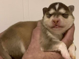 7 chiots Finnois de Laponie LOF disponibles à la réservation