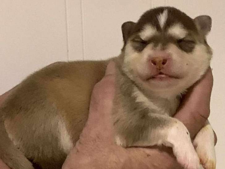 7 chiots Finnois de Laponie LOF disponibles à la réservation