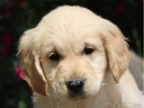 Un chiot femelle Golden Retriever à vendre (LOF)