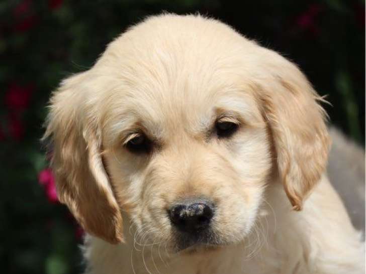 Un chiot femelle Golden Retriever à vendre (LOF)