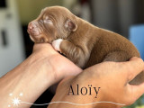 Des chiots Bergers Australiens LOF à réserver